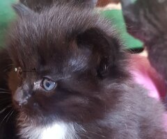 4 Chatons Savannah F5 Bio - Image 4