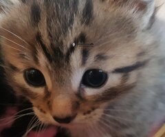 4 Chatons Savannah F5 Bio - Image 5