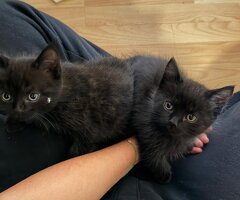 Chatons Highlang Straight à vendre