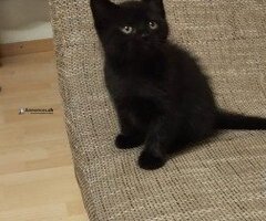 Chatons Highlang Straight à vendre - Image 2