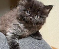 Chatons Highlang Straight à vendre - Image 3