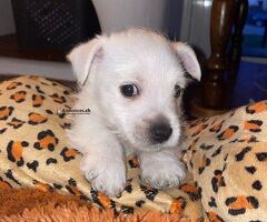 Magnifiques chiots Westie