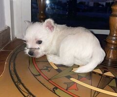 Magnifiques chiots Westie - Image 2