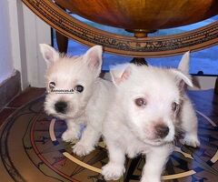 Magnifiques chiots Westie - Image 3
