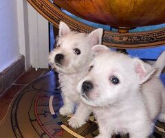 Magnifiques chiots Westie - Image 4