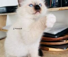 3 chatons irrésistibles à adopter 🐾