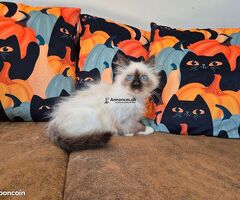 3 chatons irrésistibles à adopter 🐾 - Image 2