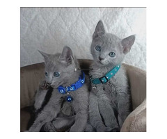 Chaton Bleu Russe à l'adoption