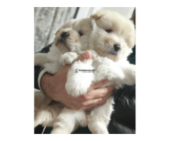 Chiots Chow-Chow disponibles.