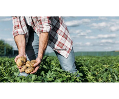 Ouvrier Agricole a dispo (ou Aide Cuisine)