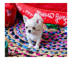Chiot Chihuahua - Image 2