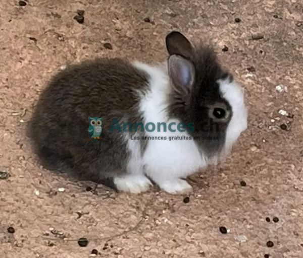 Lapin Nain Adorable