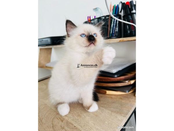 3 chatons irrésistibles à adopter 🐾