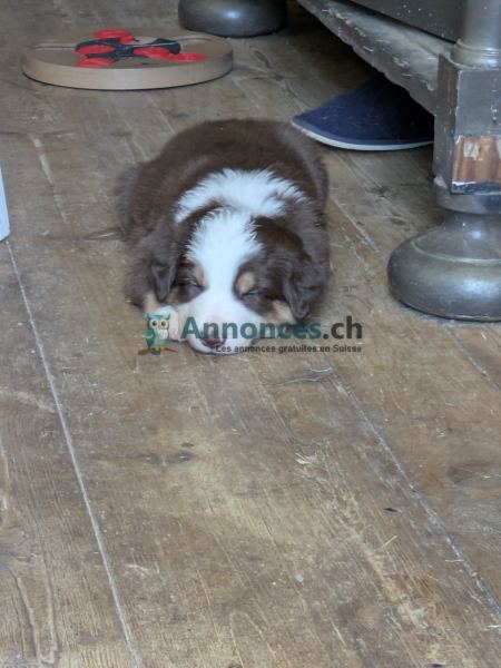 Vend border collie lof chocolat mâle 
